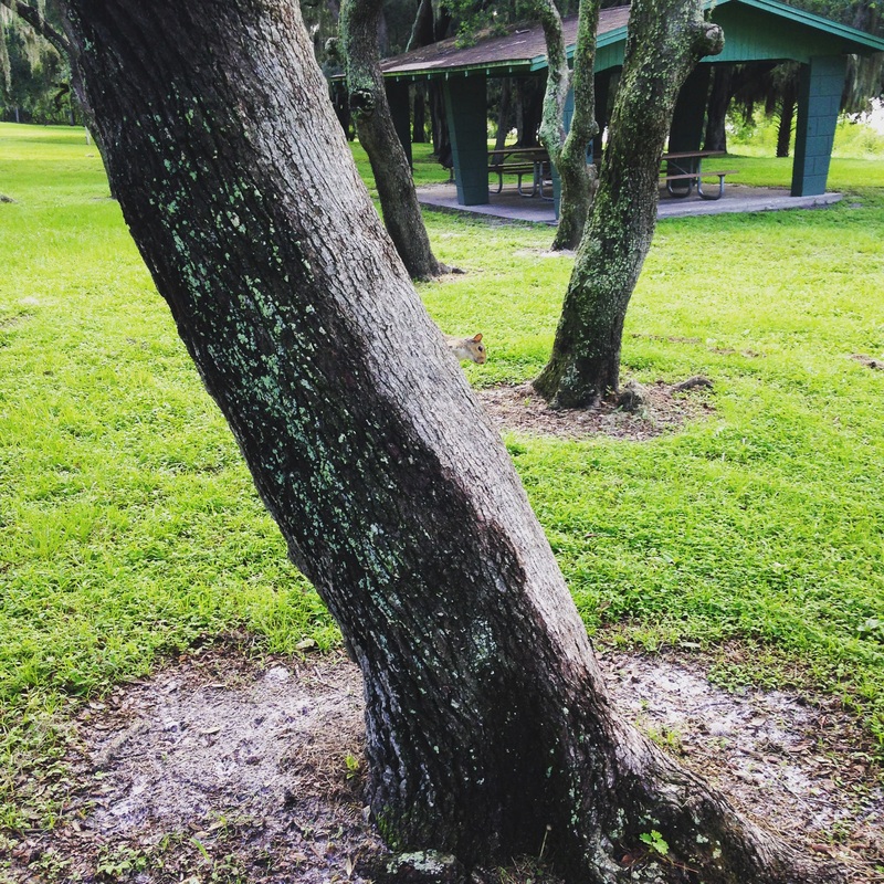 Image shows the base of a large tree against a background of green grass and a picnic pavilion.