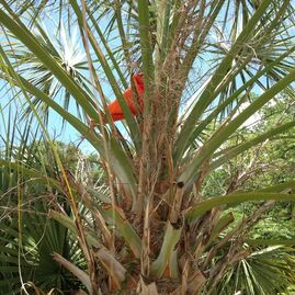 Image shows a sunny sky and an orange traffic cone lodged in a palm tree.