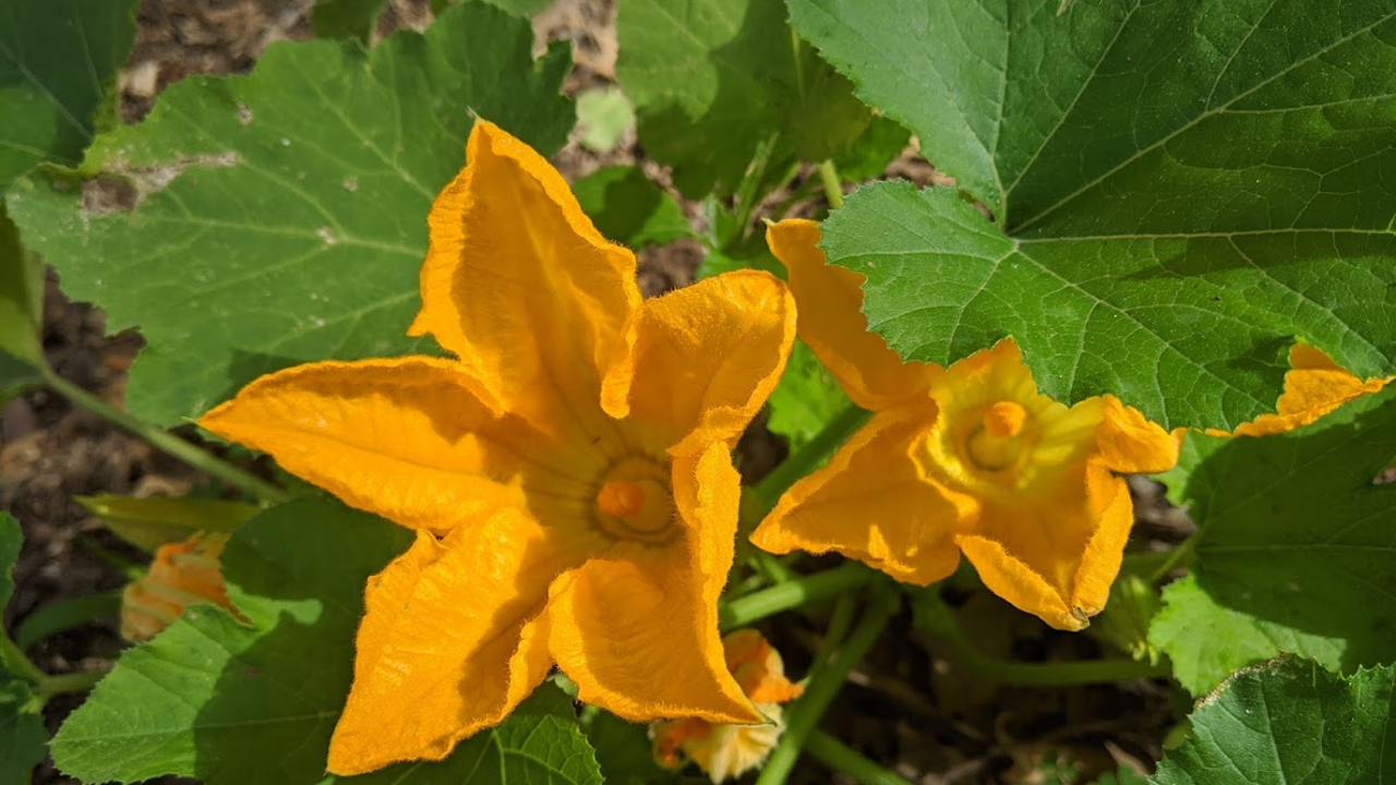 bright yellow squash blossoms on a plant in the soil