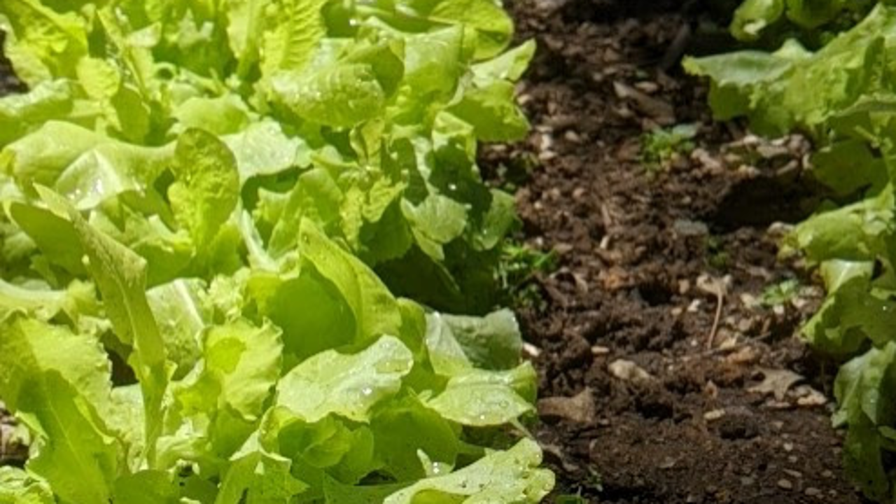 sunlit lettuce growing in soil
